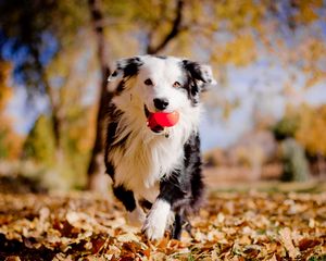 Preview wallpaper border collies, dog, ball, leaves, autumn, mood