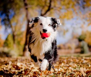 Preview wallpaper border collies, dog, ball, leaves, autumn, mood