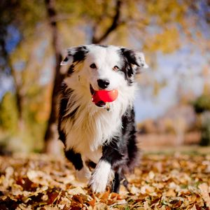 Preview wallpaper border collies, dog, ball, leaves, autumn, mood