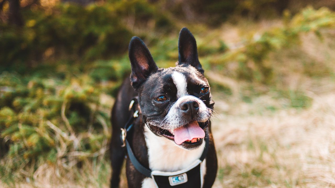Wallpaper boston terrier, dog, pet, protruding tongue