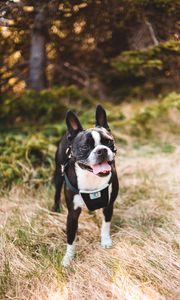 Preview wallpaper boston terrier, dog, pet, protruding tongue