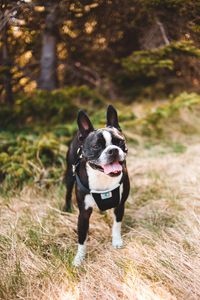 Preview wallpaper boston terrier, dog, pet, protruding tongue