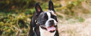 Preview wallpaper boston terrier, dog, pet, protruding tongue