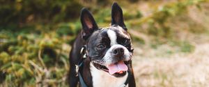 Preview wallpaper boston terrier, dog, pet, protruding tongue