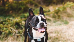 Preview wallpaper boston terrier, dog, pet, protruding tongue