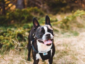 Preview wallpaper boston terrier, dog, pet, protruding tongue