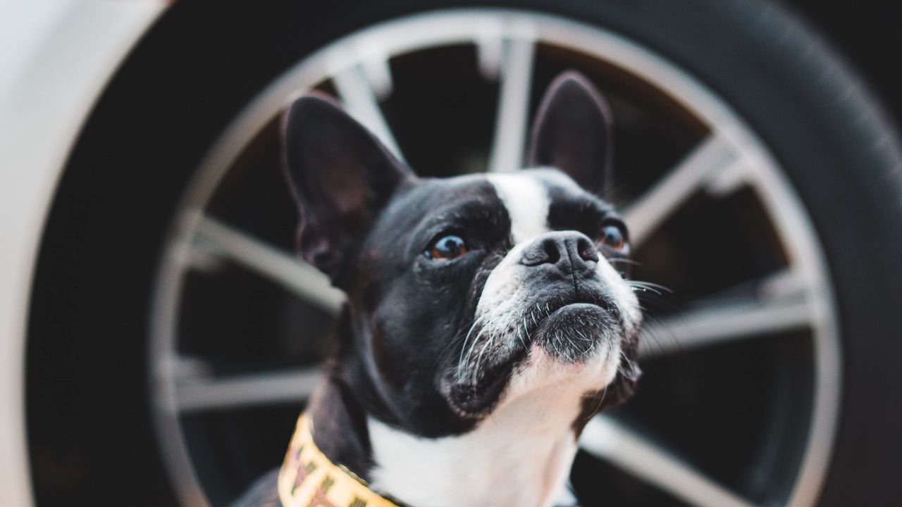 Wallpaper boston terrier, dog, pet, glance