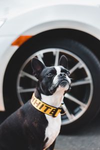 Preview wallpaper boston terrier, dog, pet, glance