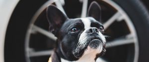 Preview wallpaper boston terrier, dog, pet, glance