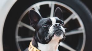 Preview wallpaper boston terrier, dog, pet, glance