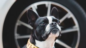 Preview wallpaper boston terrier, dog, pet, glance