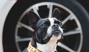 Preview wallpaper boston terrier, dog, pet, glance