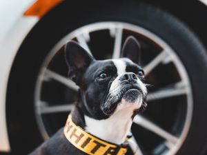 Preview wallpaper boston terrier, dog, pet, glance