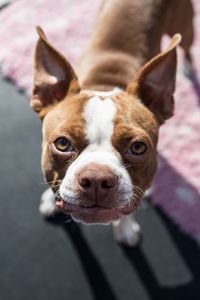 Preview wallpaper boston terrier, dog, puppy, muzzle