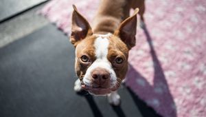 Preview wallpaper boston terrier, dog, puppy, muzzle