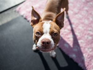 Preview wallpaper boston terrier, dog, puppy, muzzle