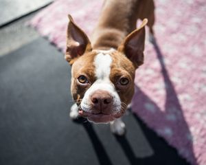 Preview wallpaper boston terrier, dog, puppy, muzzle