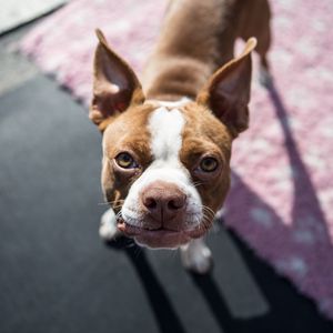 Preview wallpaper boston terrier, dog, puppy, muzzle