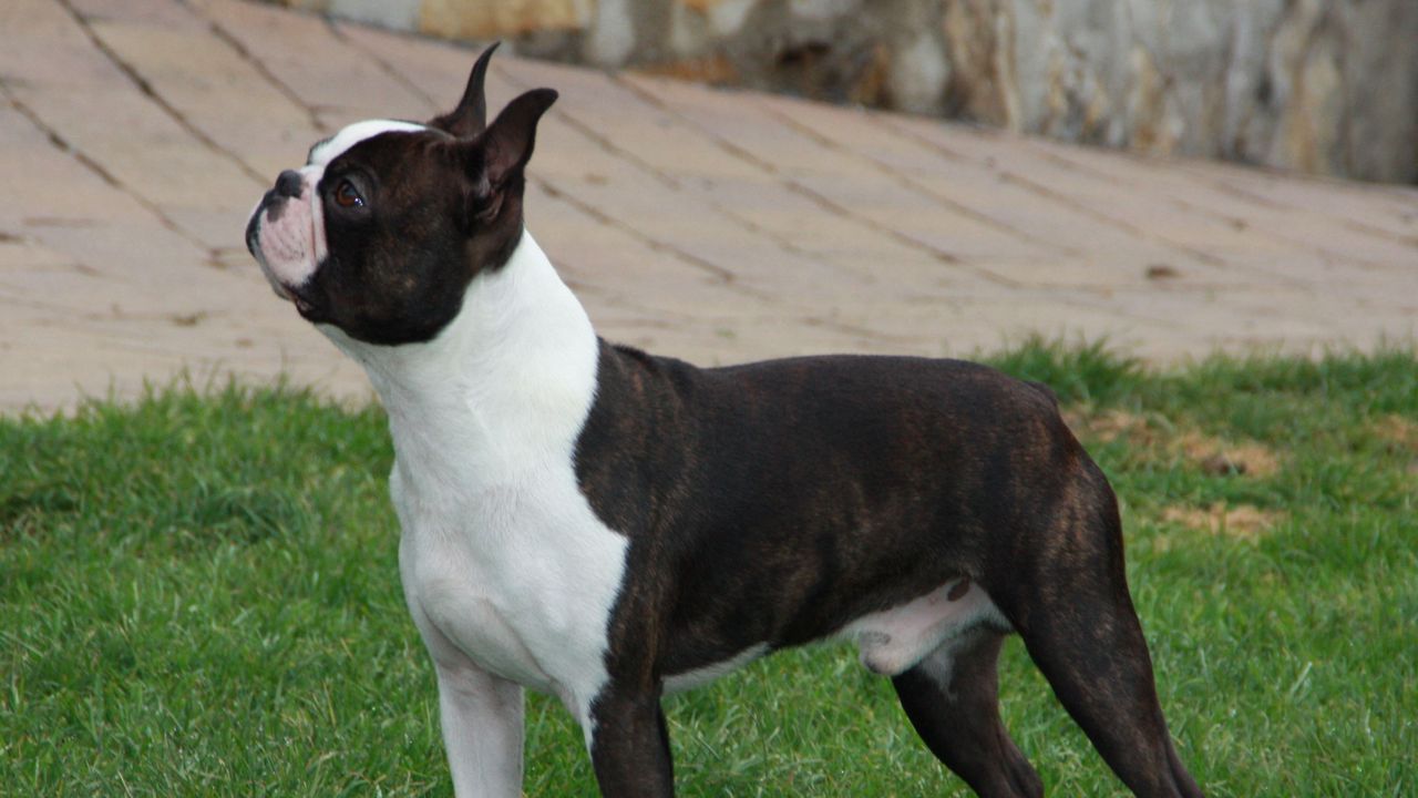 Wallpaper boston terrier, dog, spotted, walk