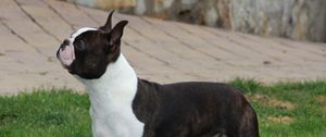 Preview wallpaper boston terrier, dog, spotted, walk