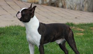 Preview wallpaper boston terrier, dog, spotted, walk
