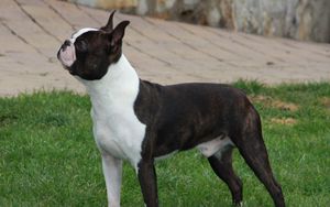 Preview wallpaper boston terrier, dog, spotted, walk