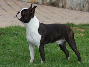 Preview wallpaper boston terrier, dog, spotted, walk