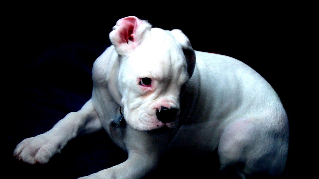 Wallpaper boston terrier, dog, white, shadow, sorrow