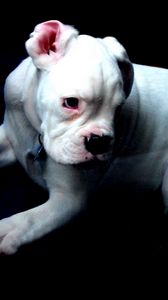 Preview wallpaper boston terrier, dog, white, shadow, sorrow
