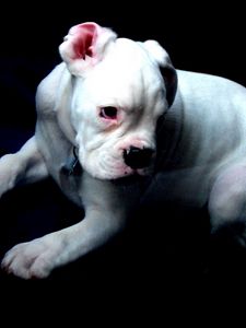 Preview wallpaper boston terrier, dog, white, shadow, sorrow