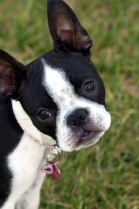 Preview wallpaper boston terrier, puppy, face, surprise, walk