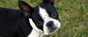 Preview wallpaper boston terrier, puppy, face, surprise, walk