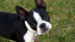 Preview wallpaper boston terrier, puppy, face, surprise, walk