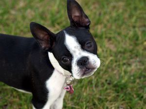 Preview wallpaper boston terrier, puppy, face, surprise, walk