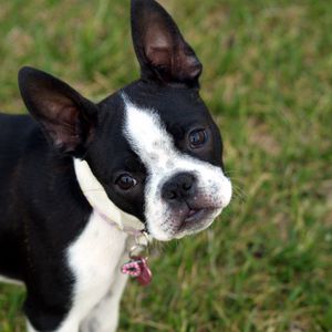 Preview wallpaper boston terrier, puppy, face, surprise, walk