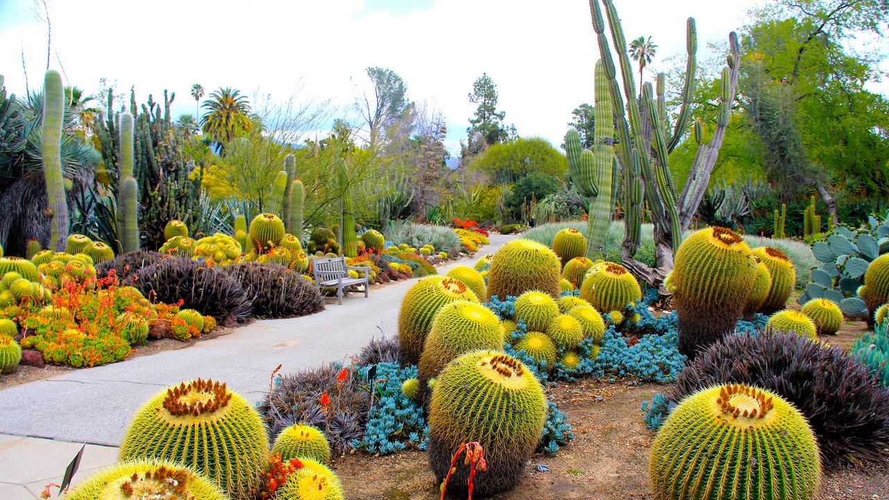 Wallpaper botanical garden, san marino, california, usa, garden, cactus