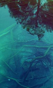 Preview wallpaper bottom, branches, water, transparent, turtle