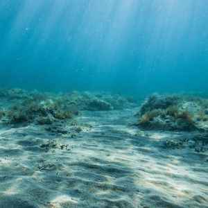 Preview wallpaper bottom, sand, corals, water, rays