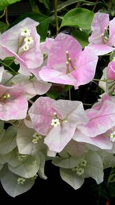 Preview wallpaper bougainvillaea, flowering, green, close-up