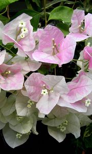 Preview wallpaper bougainvillaea, flowering, green, close-up