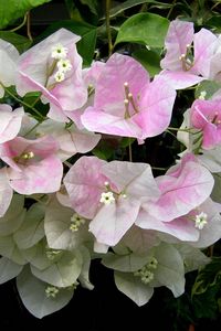 Preview wallpaper bougainvillaea, flowering, green, close-up