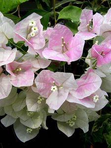 Preview wallpaper bougainvillaea, flowering, green, close-up