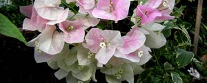 Preview wallpaper bougainvillaea, flowering, green, close-up