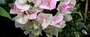 Preview wallpaper bougainvillaea, flowering, green, close-up