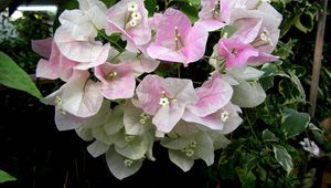 Preview wallpaper bougainvillaea, flowering, green, close-up