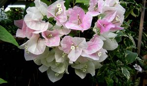 Preview wallpaper bougainvillaea, flowering, green, close-up