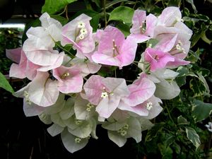 Preview wallpaper bougainvillaea, flowering, green, close-up