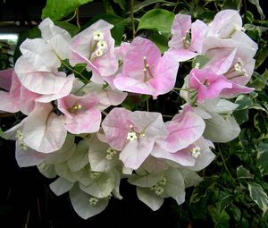 Preview wallpaper bougainvillaea, flowering, green, close-up