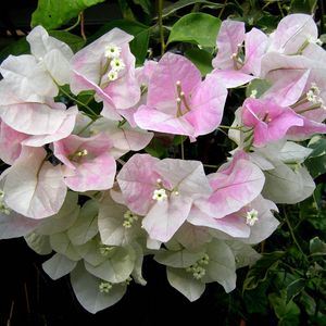 Preview wallpaper bougainvillaea, flowering, green, close-up