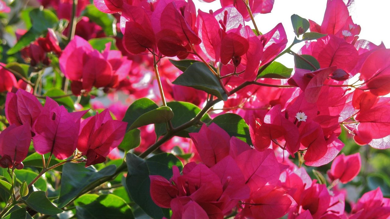 Wallpaper bougainville, flowering, branches, sunny, close-up